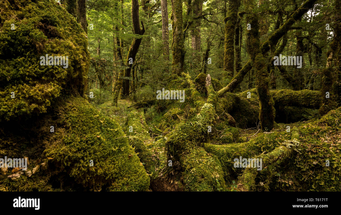 Mystic faggio forrest vicino a Milford Sound, Nuova Zelanda Foto Stock