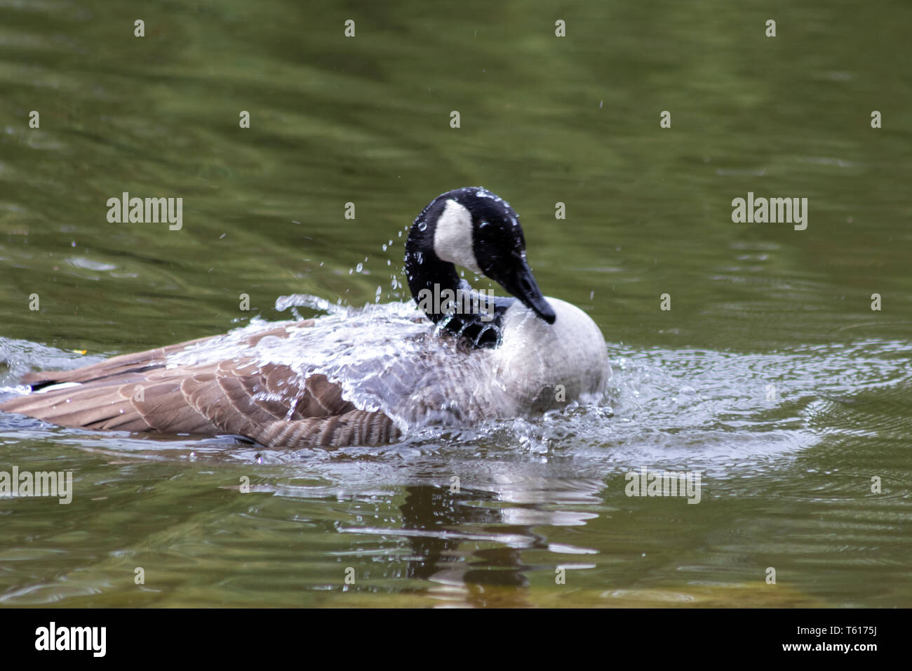 Canada goose pulizia delle sue piume con un bagno nelle acque limpide di un lago in un parco mentre nuotano per accoppiarsi nella stagione di accoppiamento con testa nera e becco Foto Stock