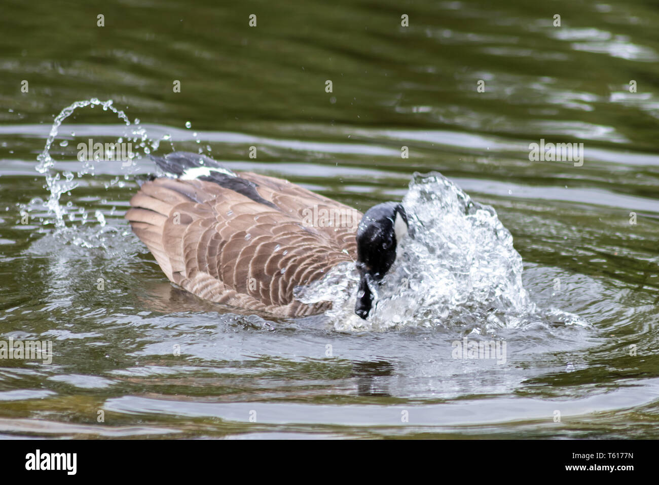 Canada goose pulizia delle sue piume con un bagno nelle acque limpide di un lago in un parco mentre nuotano per accoppiarsi nella stagione di accoppiamento con testa nera e becco Foto Stock