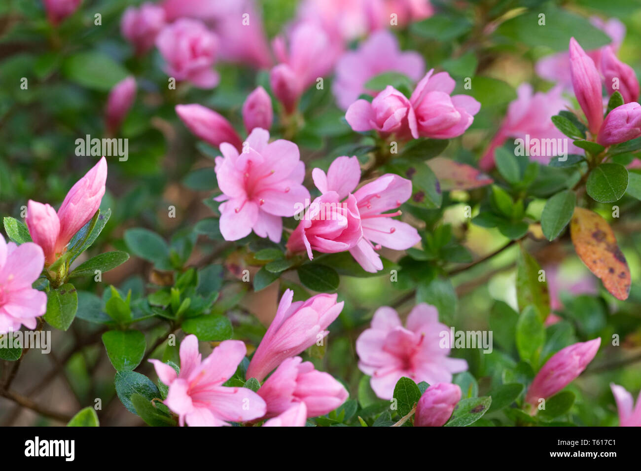 Rhododendron 'Kirin' Fiori. Foto Stock