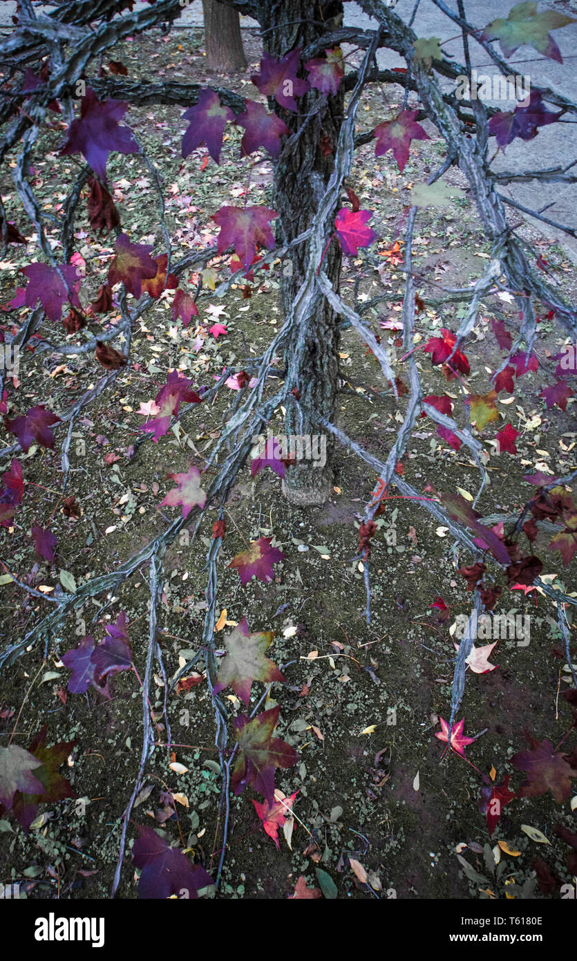 Rami di albero di autunno e le sue foglie Foto Stock