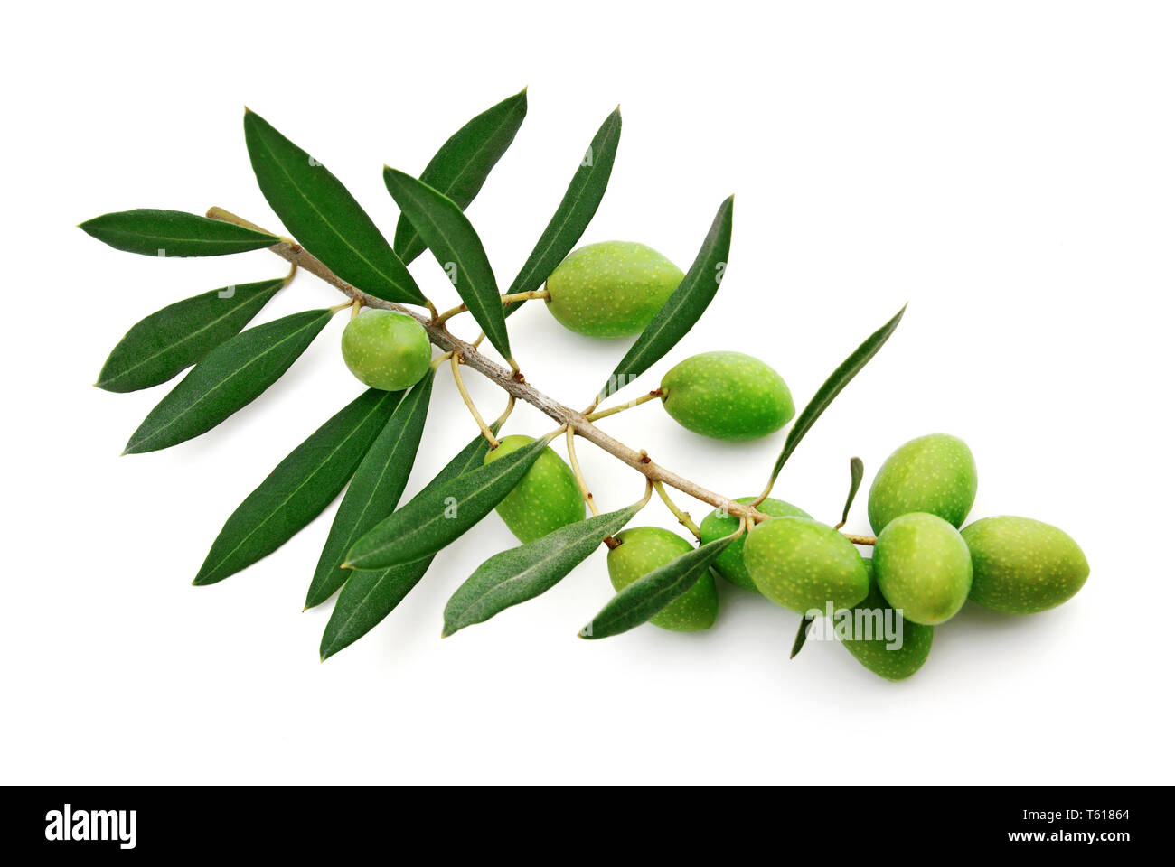 Olive verdi sul ramo. Sfondo bianco. Foto Stock