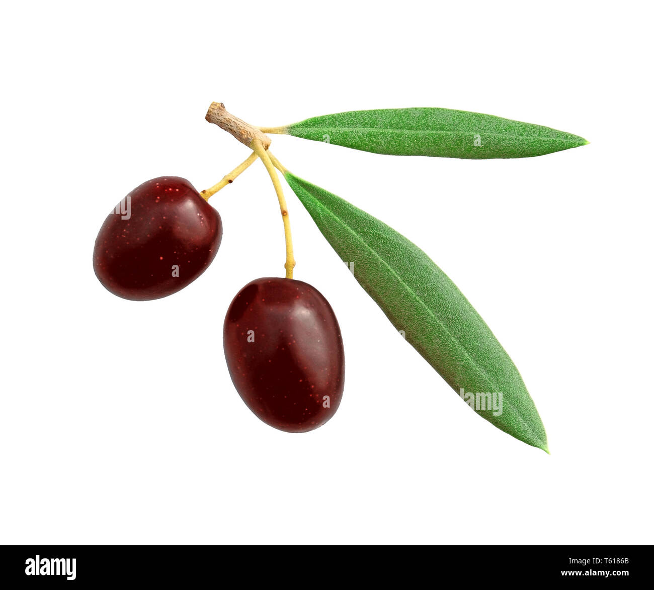 Foglie e olive su uno sfondo bianco. Foto Stock