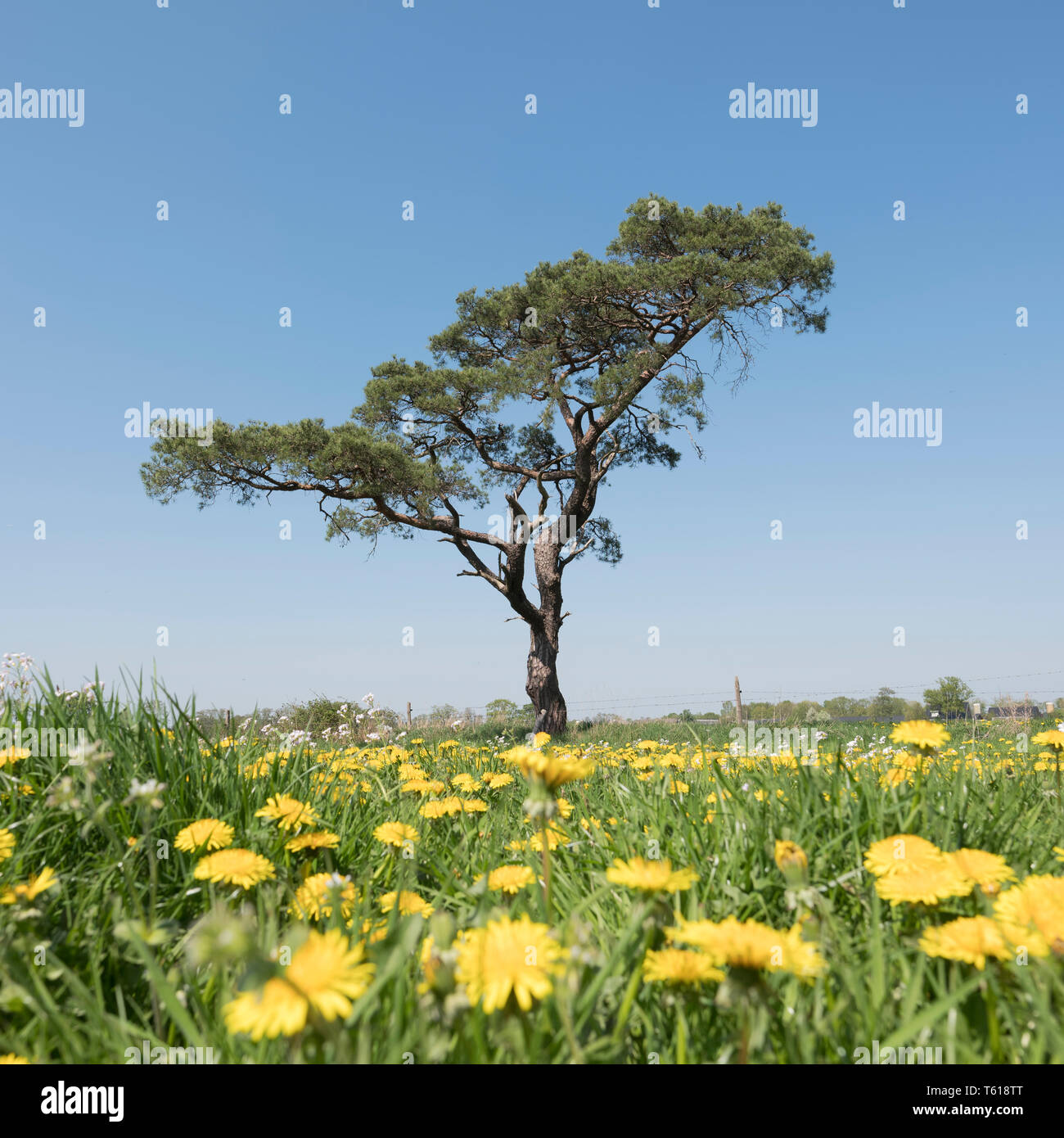 Campo di primavera con la fioritura di tarassaco e altri fiori estivi con lonely pino contro il cielo blu in gelderse vallei vicino grebbelinie nella rete Foto Stock