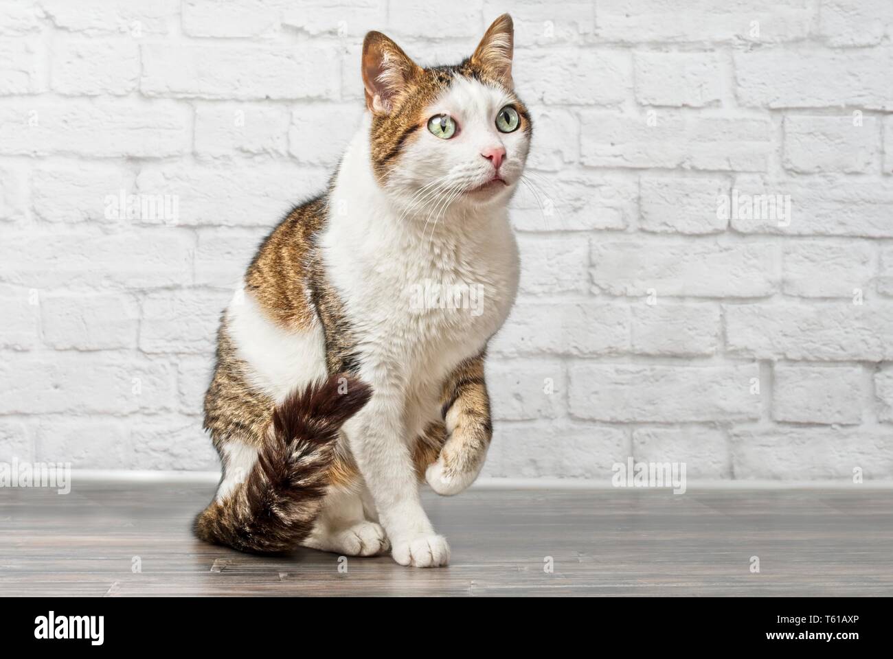 Carino tabby cat guardando curioso lateralmente e sollevare la sua zampa. Foto Stock