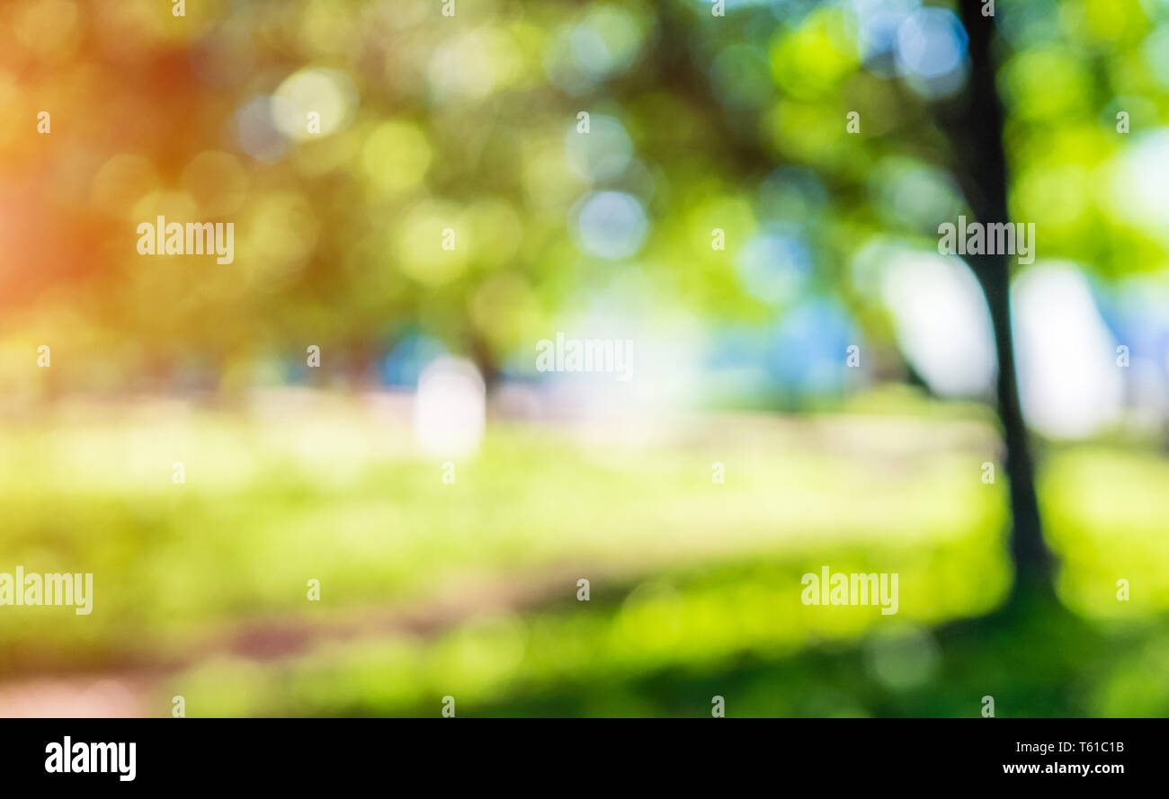 Green park la sfocatura bokeh di fondo Foto Stock
