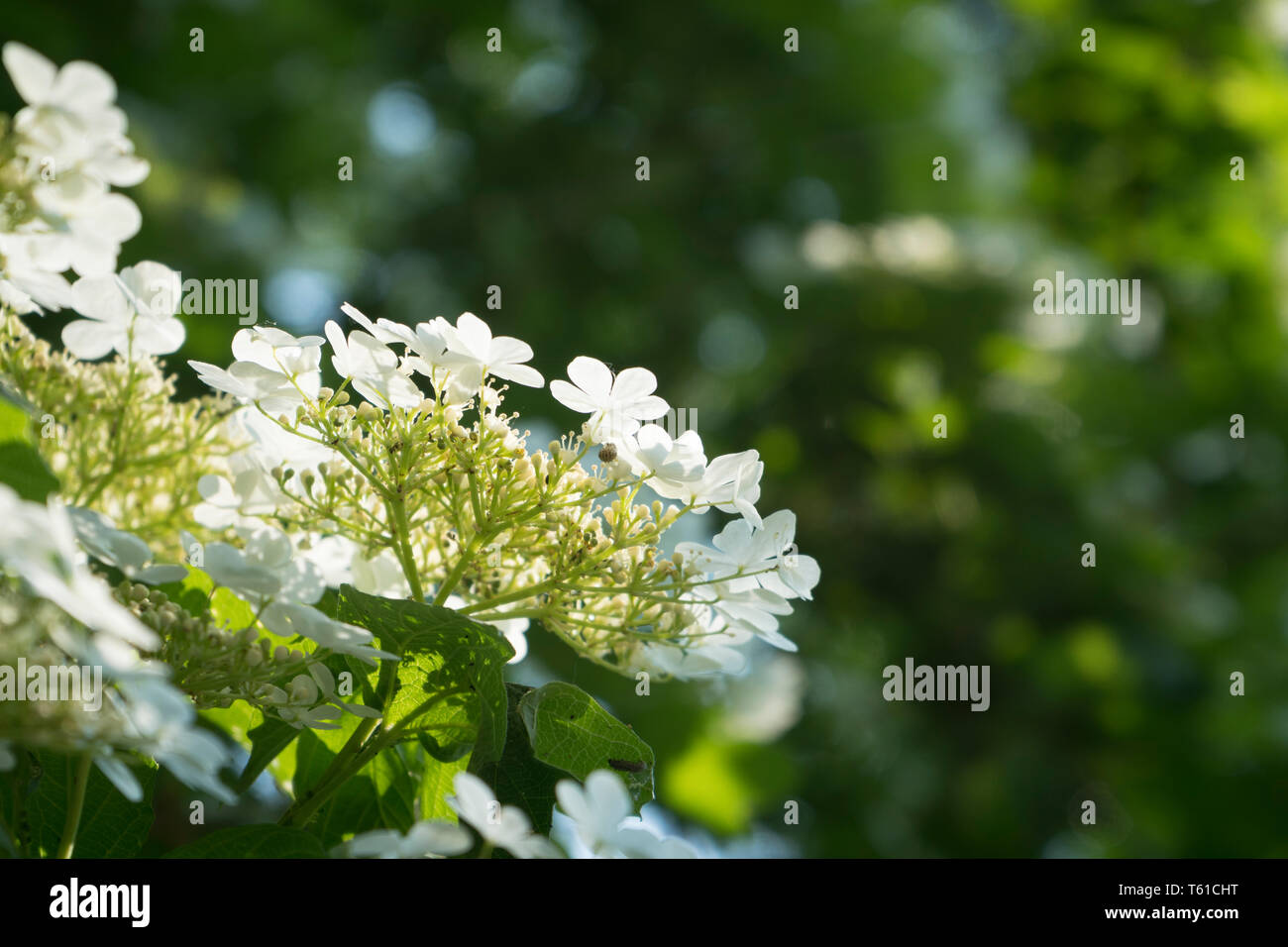 Close up di crampi corteccia (Viburnum opulus) Foto Stock
