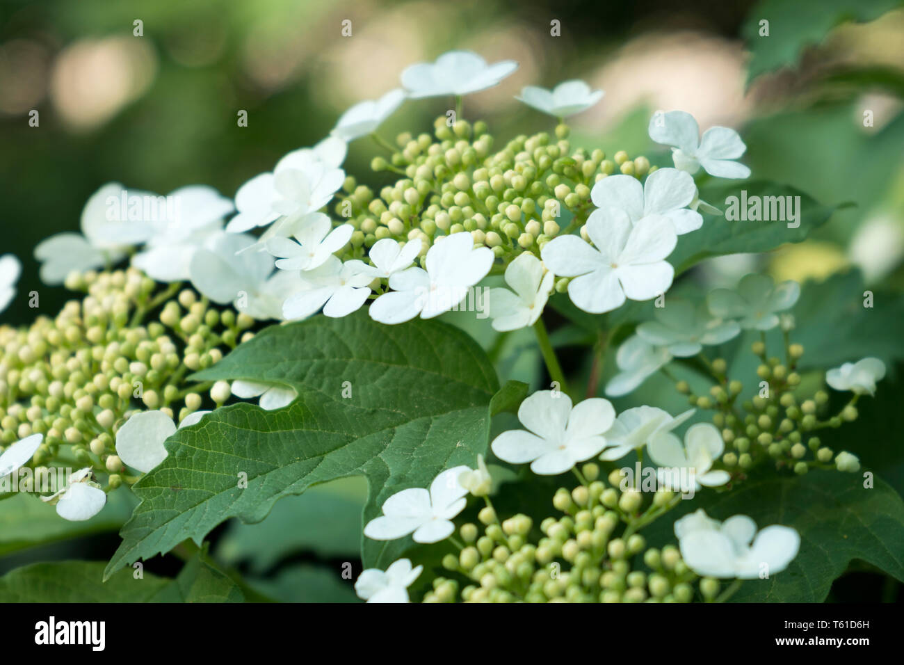 Close up di crampi corteccia (Viburnum opulus) Foto Stock
