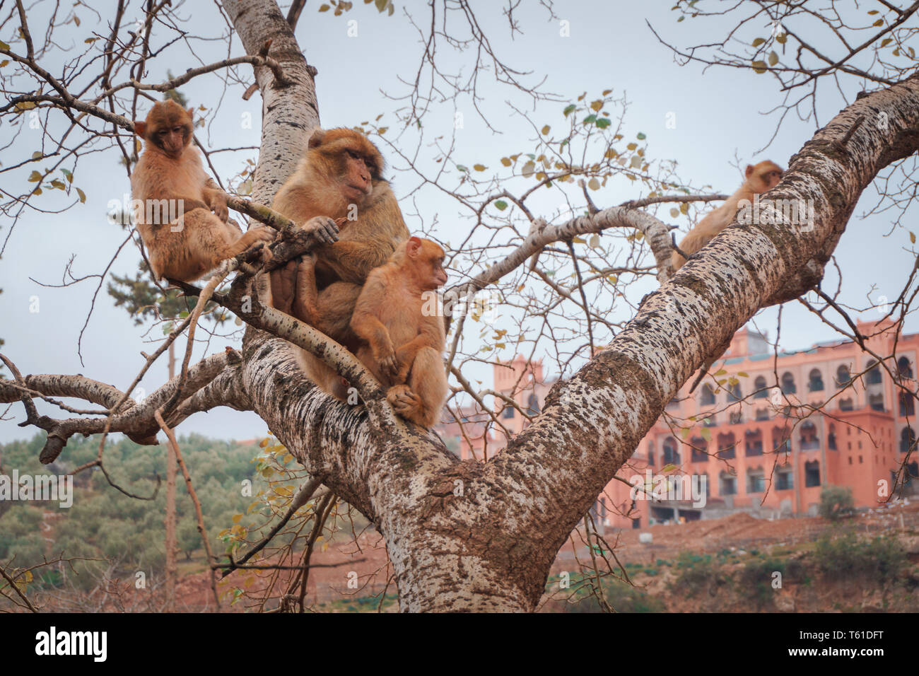 Affen in Marokko Baby Mutter tipo auf Baum ouzoud / Monkey in Marocco madre bambino su albero Foto Stock