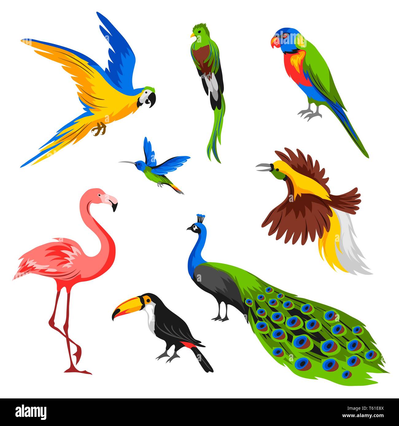 Set di tropical uccelli esotici. Illustrazione Vettoriale