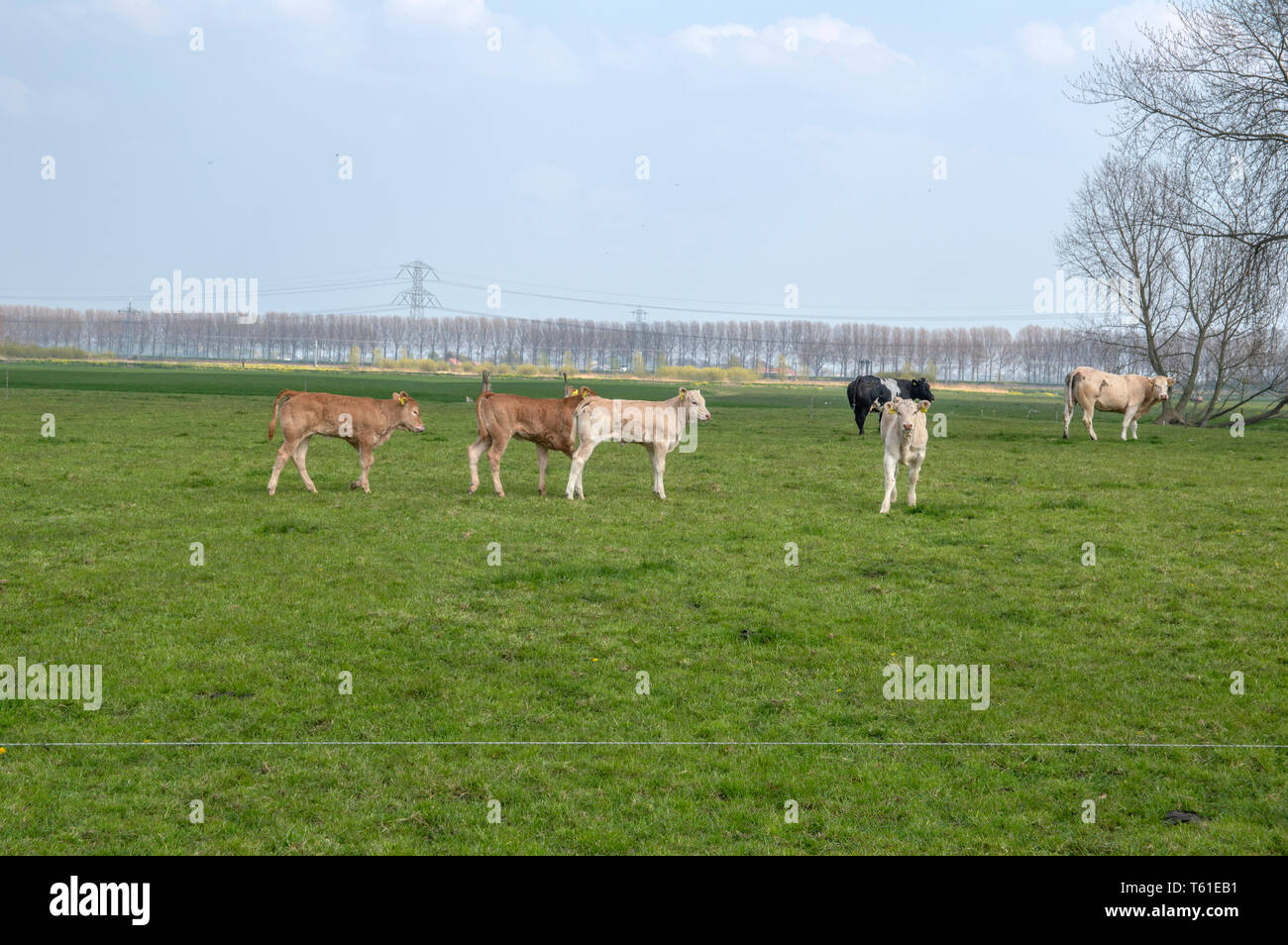 Bovini giovani in un campo intorno Baambrugge Paesi Bassi 2019 Foto Stock