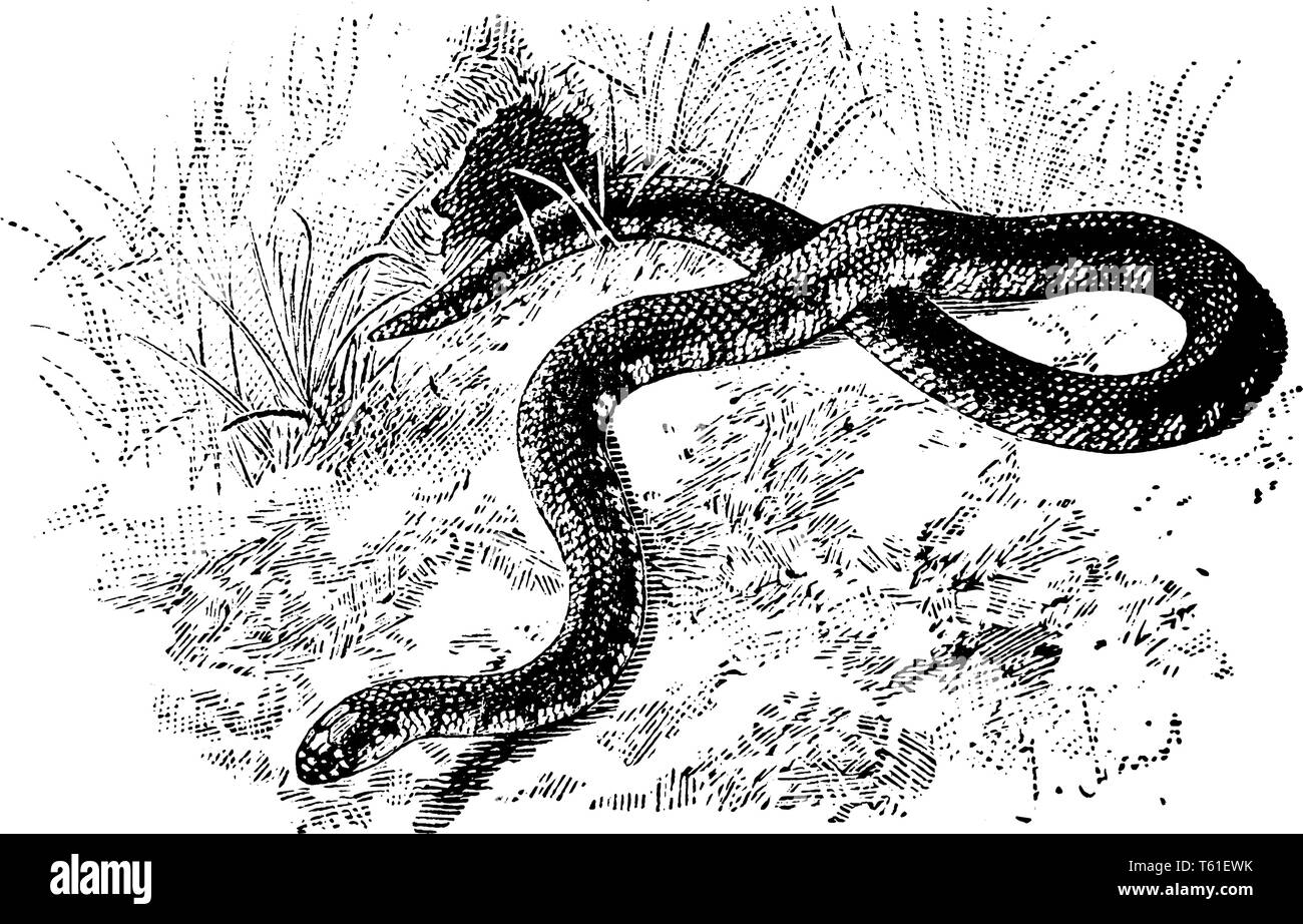 Il fango serpente slithering attraverso l'erba è un rettile in Colubridae famiglia di serpenti colubrid nativo del sud-est degli Stati Uniti, vintage dra di linea Illustrazione Vettoriale