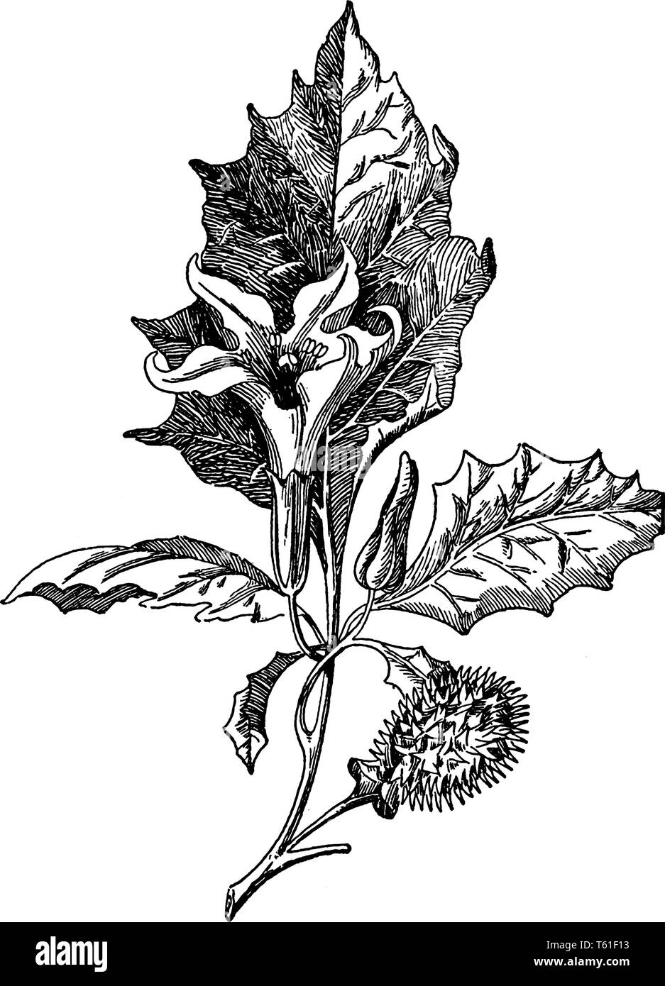 L'immagine di jimson weed ben noto come Datura stramonium, è una pianta in nightshade family. Popolo dell India offrono questo mentre adorare al Signore Shi Illustrazione Vettoriale