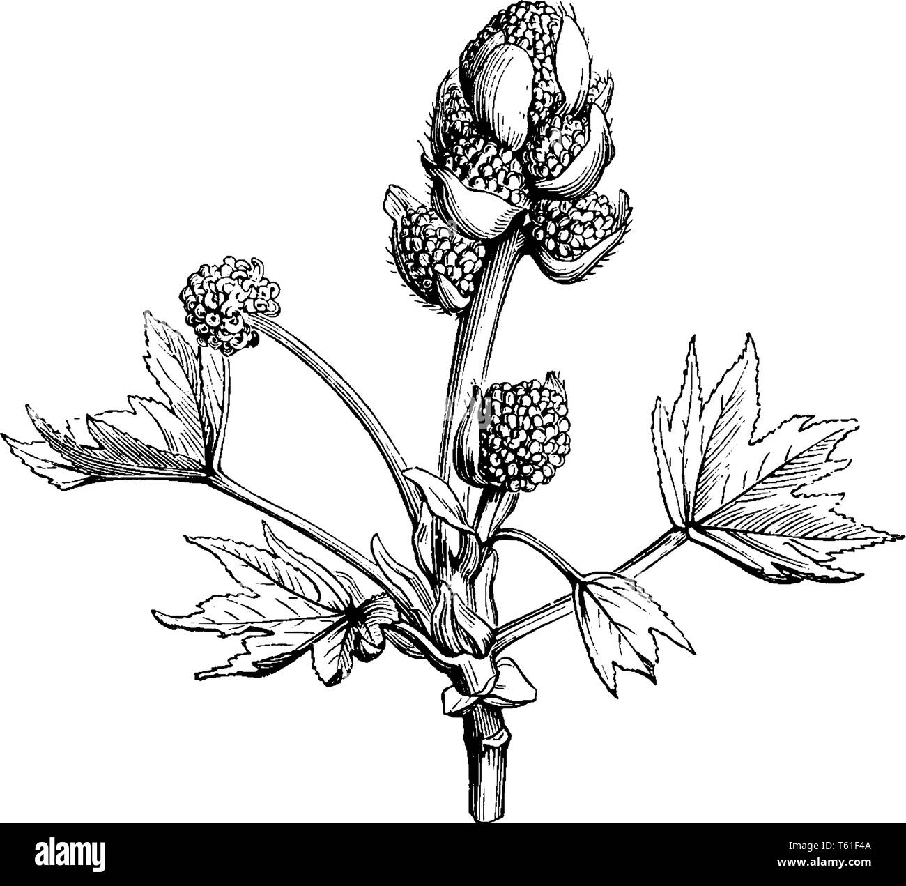 La figura mostra il ramo di dolce Gum con maschio e femmina fiori pianta. È anche chiamato come liquidambar styraciflua. Unico fiore rappresentano la femmina F Illustrazione Vettoriale