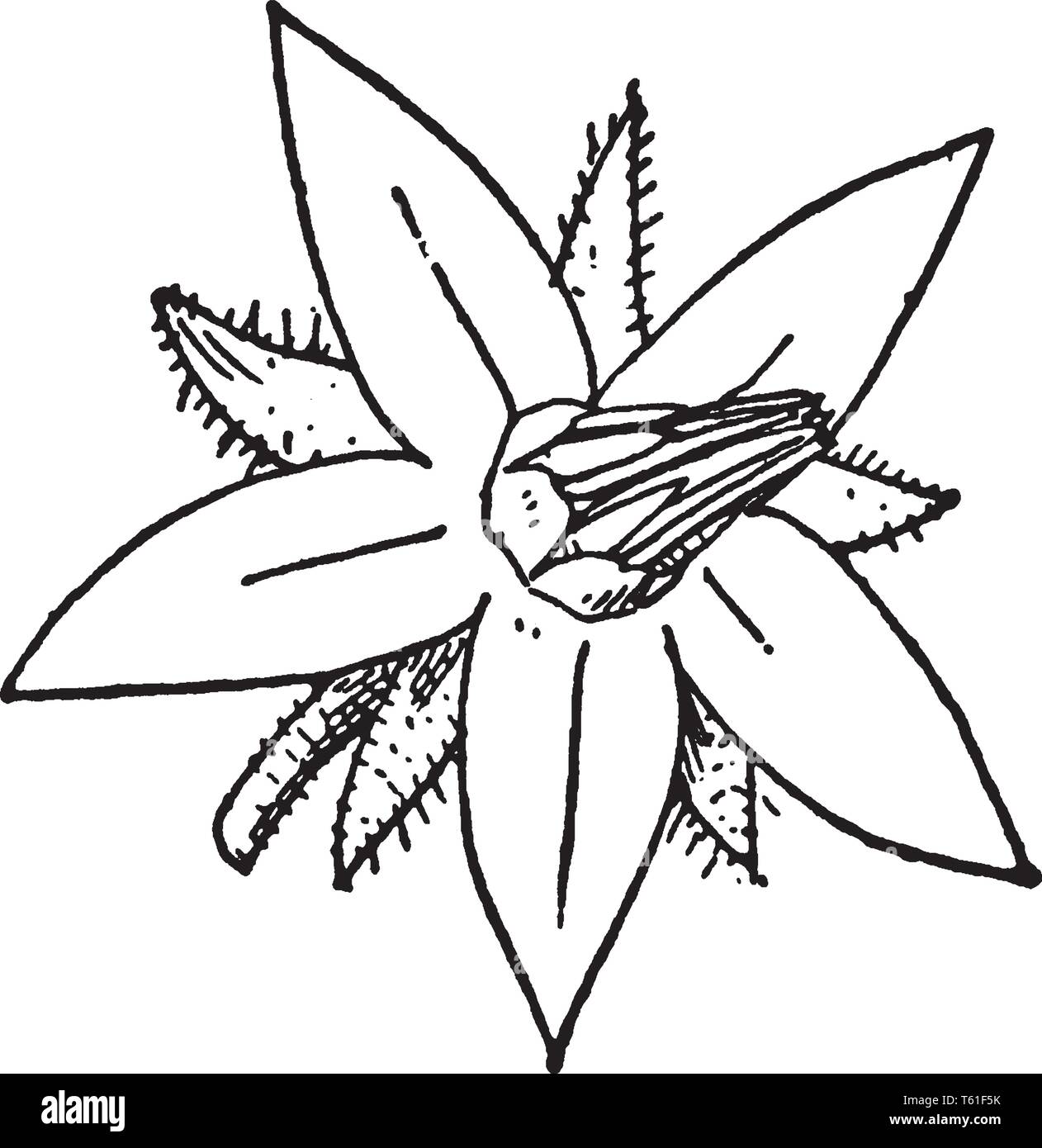 Questo è un fiore di borragine. Si tratta di una pianta flowering. I fiori sono blu, rosa o bianco con petali stretti, vintage disegno della linea o incisione illustratio Illustrazione Vettoriale