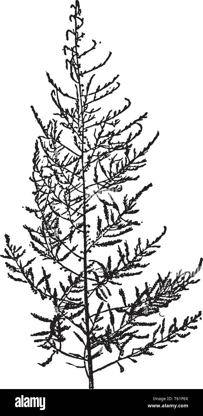 Gli asparagi sono noti come sparrow erba. È cresciuto da 1-anno-vecchi impianti che sono piantati in primavera non appena il suolo può essere lavorato, vintage Illustrazione Vettoriale