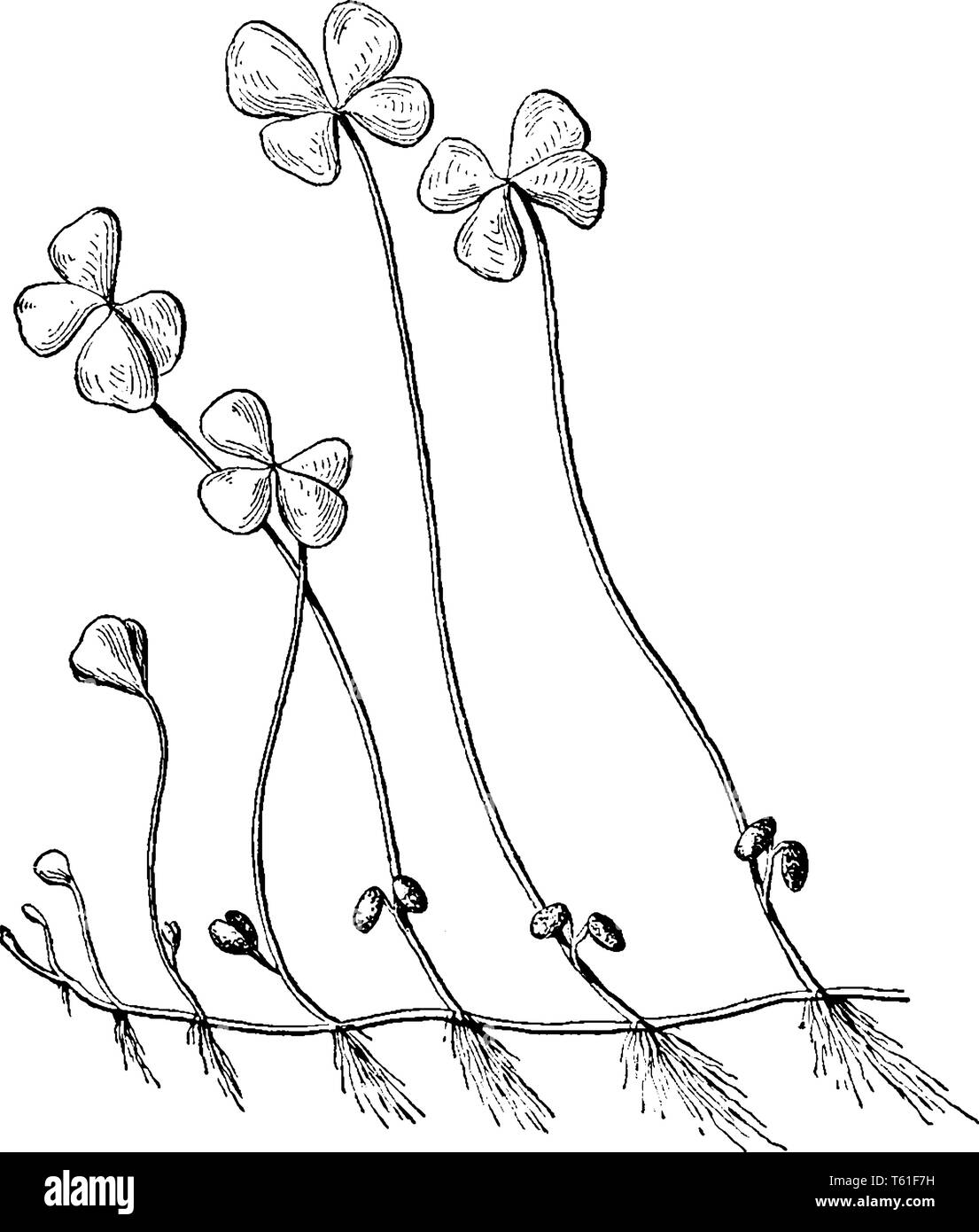 Questa è un immagine di quattro foglia di trifoglio e si tratta di una rara variazione di tre Leaf Clover, vintage disegno della linea di incisione o illustrazione. Illustrazione Vettoriale