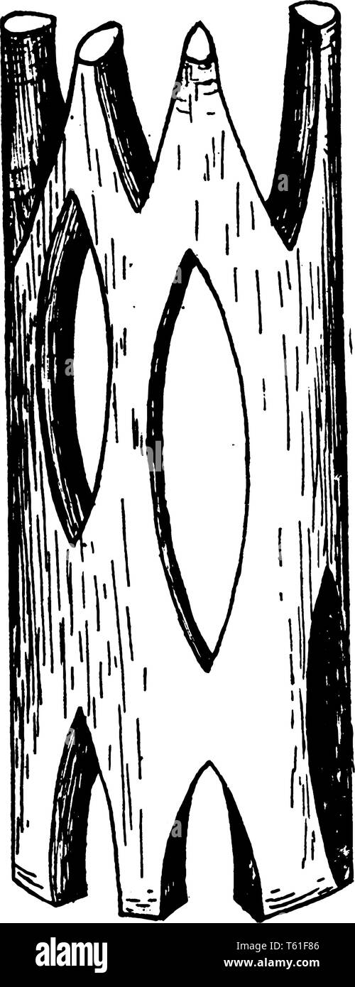 Un fascio vascolare è una parte del sistema di trasporto in piante vascolari, vintage disegno della linea di incisione o illustrazione. Illustrazione Vettoriale