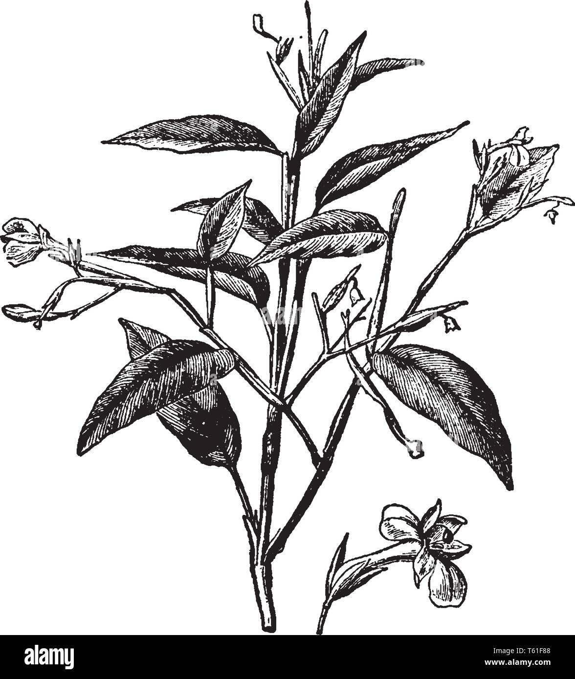 Si tratta di un immagine è di radici di arrow-root di cui commestibili e utilizzato per la cottura di fine linea vintage disegno incisione o illustrazione. Illustrazione Vettoriale