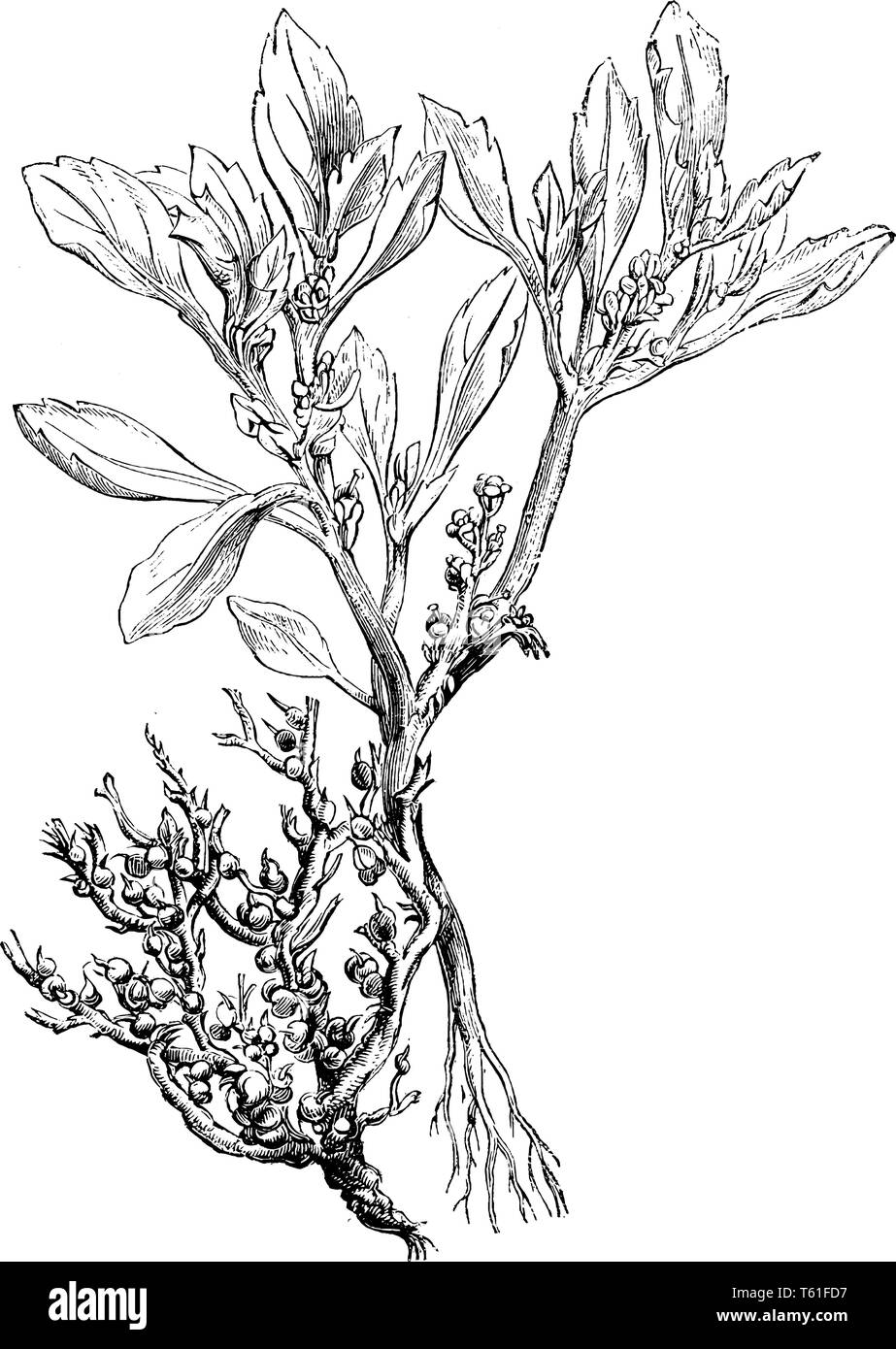 Una foto mostra un fiore di Anastatica Hierochuntina che è a secco a frutto di impianto per lo più noto come il Rose di Gerico, vintage disegno della linea o engra Illustrazione Vettoriale