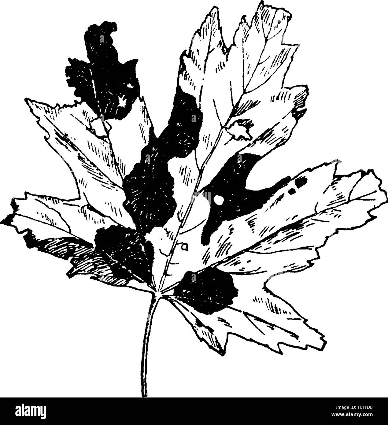 Acero Tarspot malattia è causata da Rhytisma Acerinum. Macchie di malati appaiono come macchie di catrame sulla superficie superiore delle foglie, vintage disegno della linea o engra Illustrazione Vettoriale