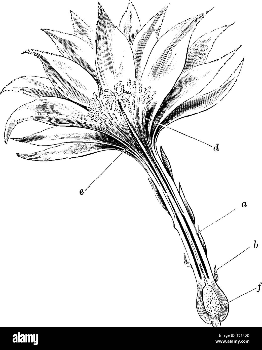 Questa immagine mostra una sezione longitudinale del fiore Phyllocactus. Questa è la metà parte del fiore. I petali sono dense. Questa immagine mostra un in Illustrazione Vettoriale