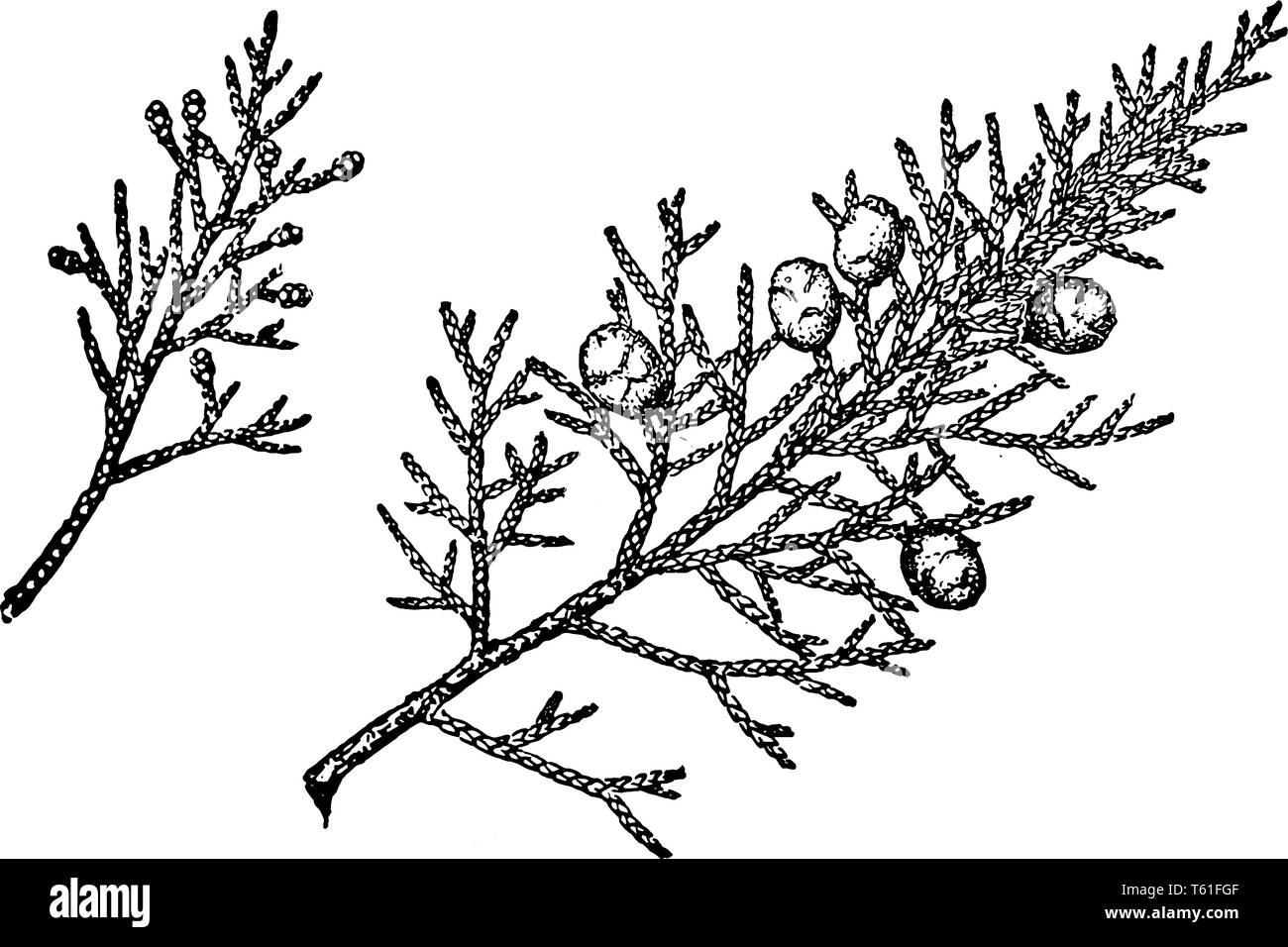 Il ginepro è un piccolo albero nativo del sud-ovest degli Stati Uniti, vintage disegno della linea di incisione o illustrazione. Illustrazione Vettoriale