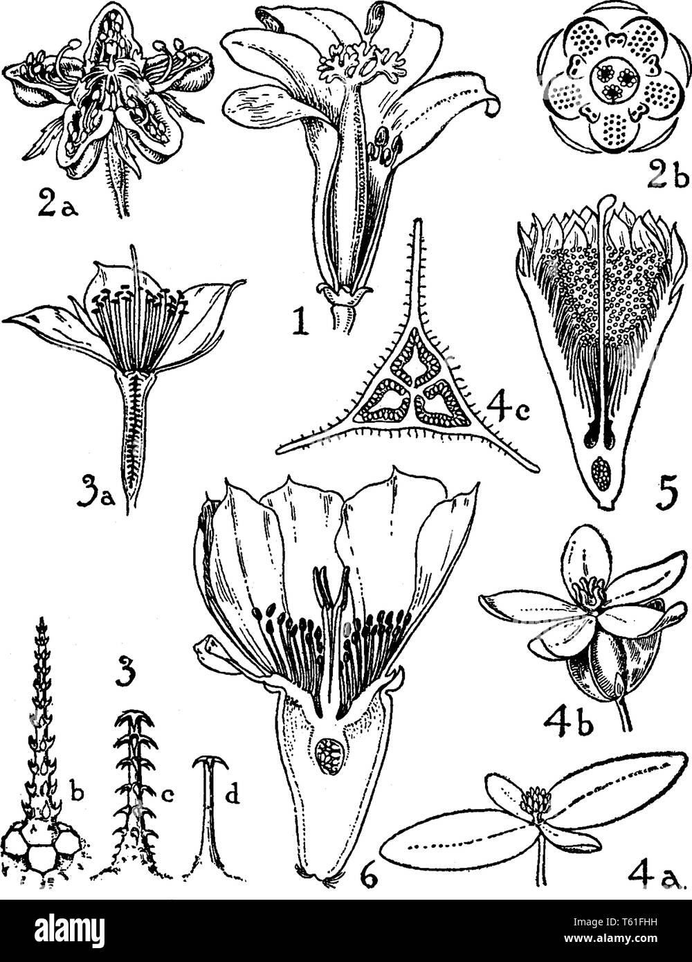 Questa immagine mostra le fasi di crescita di fiore, Immagine che mostra come seme cresce e come è convertito in fiore in fiore, vintage disegno di linea Illustrazione Vettoriale