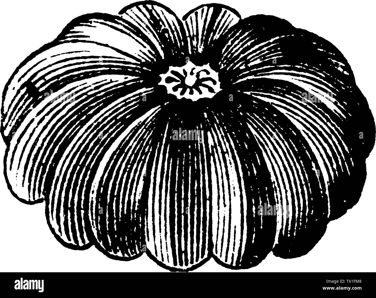 Immagine della struttura Sandbox, un membro della famiglia di euforbia. La struttura sandbox è nativo in primo luogo alle parti tropicali del Sud America e la pioggia amazzonica Illustrazione Vettoriale