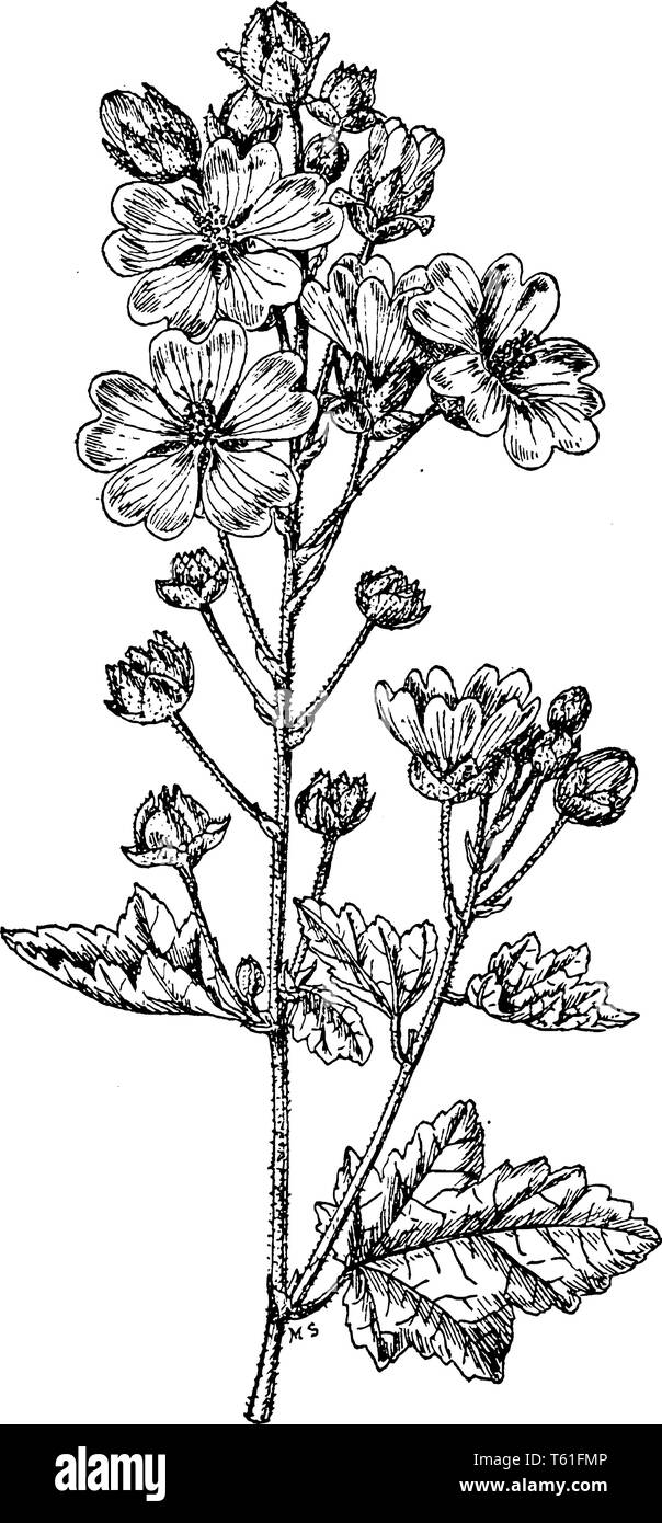La figura mostra il Acerifolia Sphaeralcea impianto. È tropicale ha cantato con vistosi fiori e frutti e che appartiene alla famiglia di malva. Essi sono comunemente k Illustrazione Vettoriale