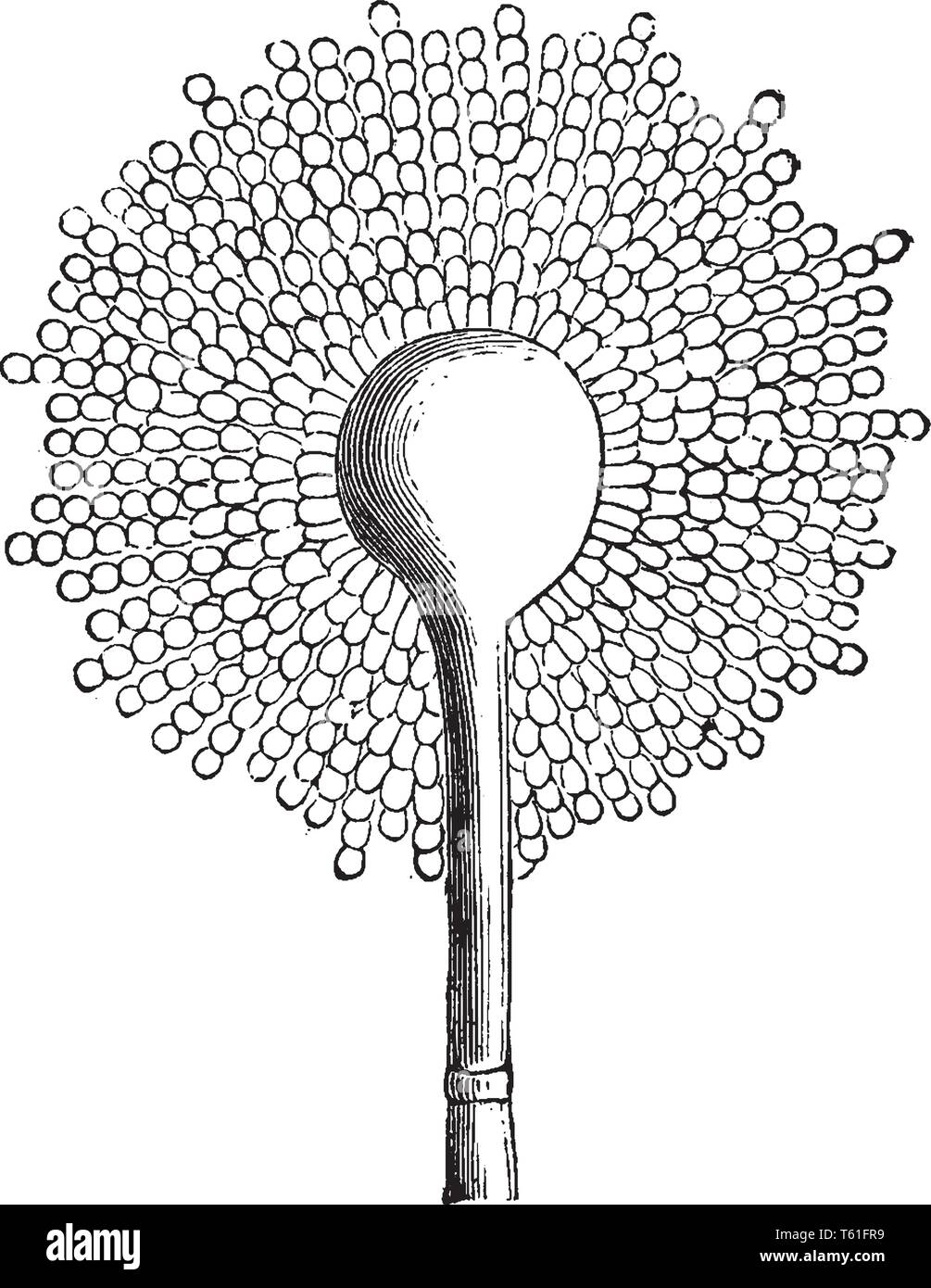 Una foto che mostra Aspergillus Glaucus che è lo stampo di formaggio, ma comune sulle verdure ammuffito, vintage disegno della linea di incisione o illustrazione. Illustrazione Vettoriale