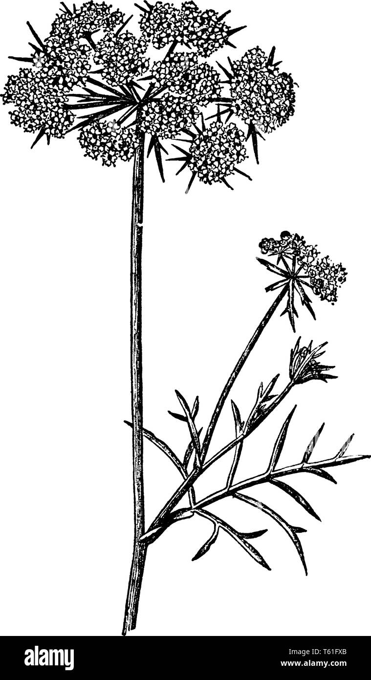 La pianta di carota è biennale. La pianta non avvierà un fiore testa fino a quando il secondo anno di crescita e un periodo di gelo, vintage di linea o di disegno Illustrazione Vettoriale