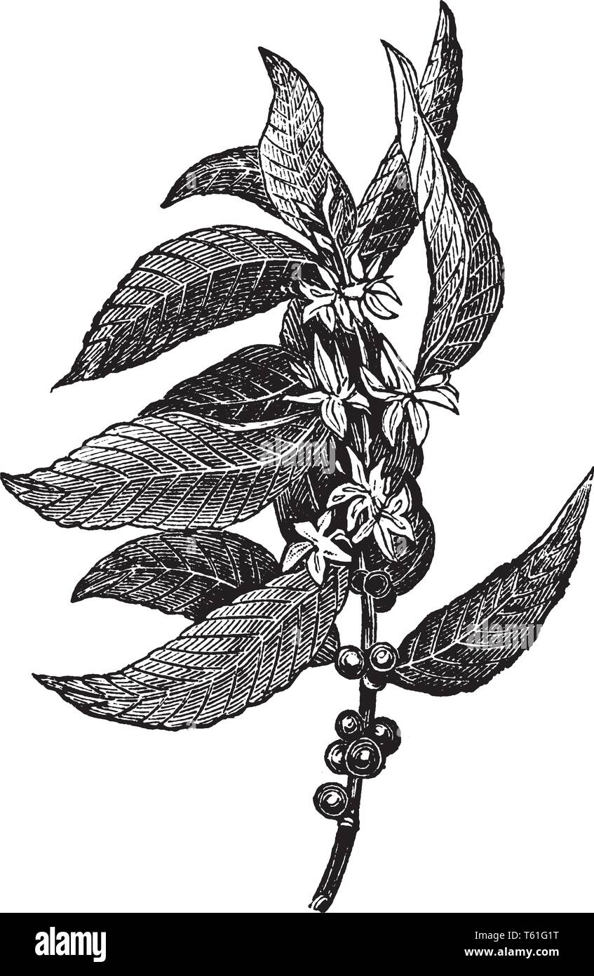 Immagine che mostra le foglie, fiori e chicchi di caffè su un albero di caffè, vintage disegno della linea di incisione o illustrazione. Illustrazione Vettoriale