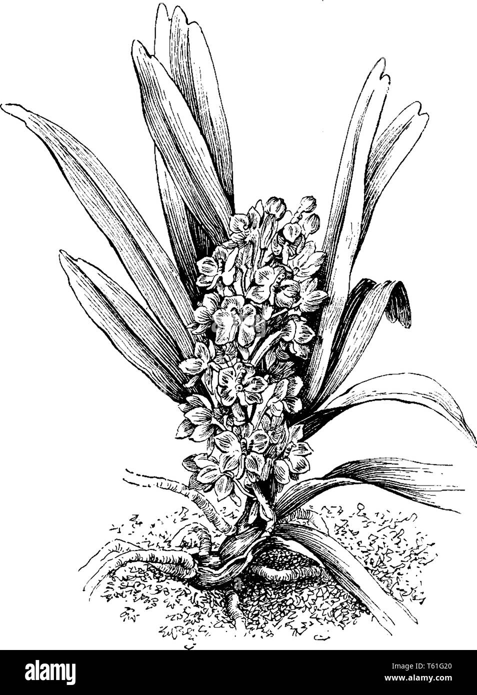 Ascocentrum Ampullaceum è una specie di orchidee trovati nella Cina centrale, Assam India, Bangladesh, l'Himalaya, Nepal, Bhutan, il Sikkim, isole Andaman, Illustrazione Vettoriale
