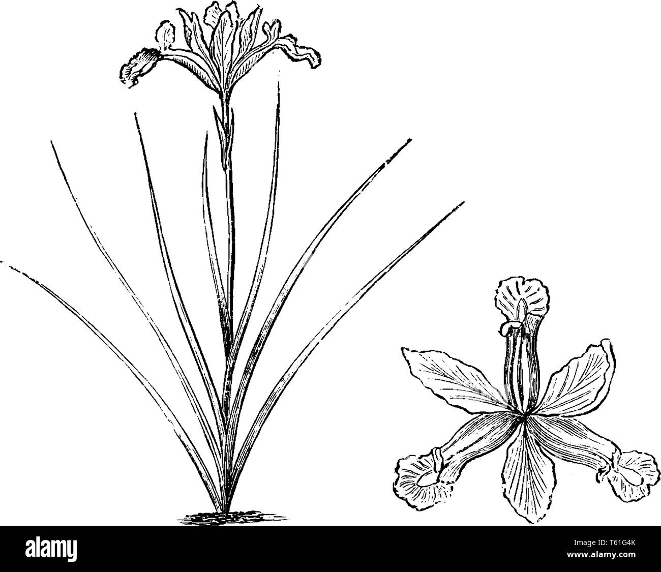 Si tratta di un diaframma ad iride Vulgare pianta. Essa possiede un singolo fiore su uno stelo & lungo ago come foglie, vintage disegno della linea di incisione o illustrazione. Illustrazione Vettoriale
