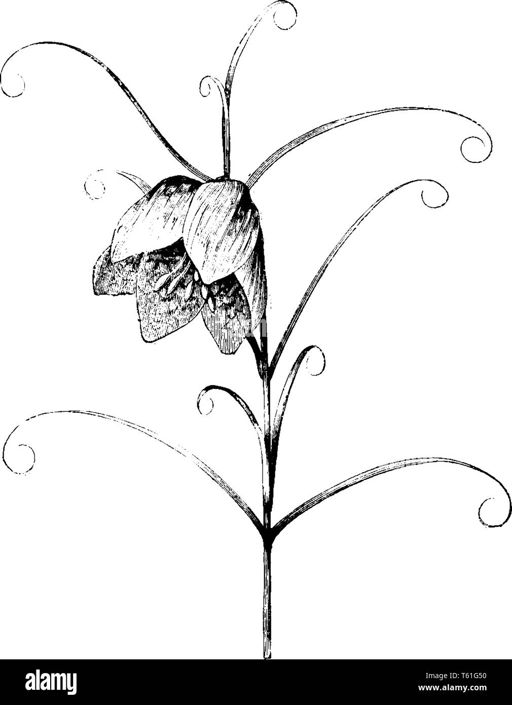 Fritillaria verticillata è un impianto di asiatici nella famiglia Giglio, di solito con un fiore in cima. I fiori sono annuire, a campana, vintage line draw Illustrazione Vettoriale