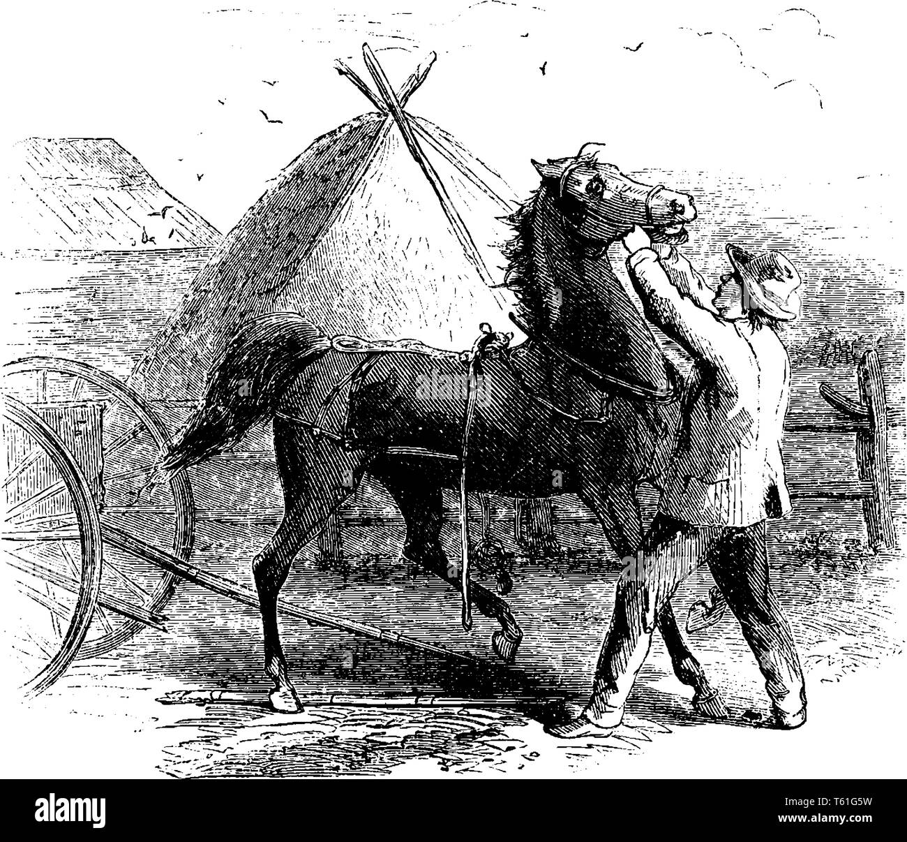Un uomo mettendo briglia su un cavallo, tenda in background, vintage disegno della linea di incisione o illustrazione Illustrazione Vettoriale
