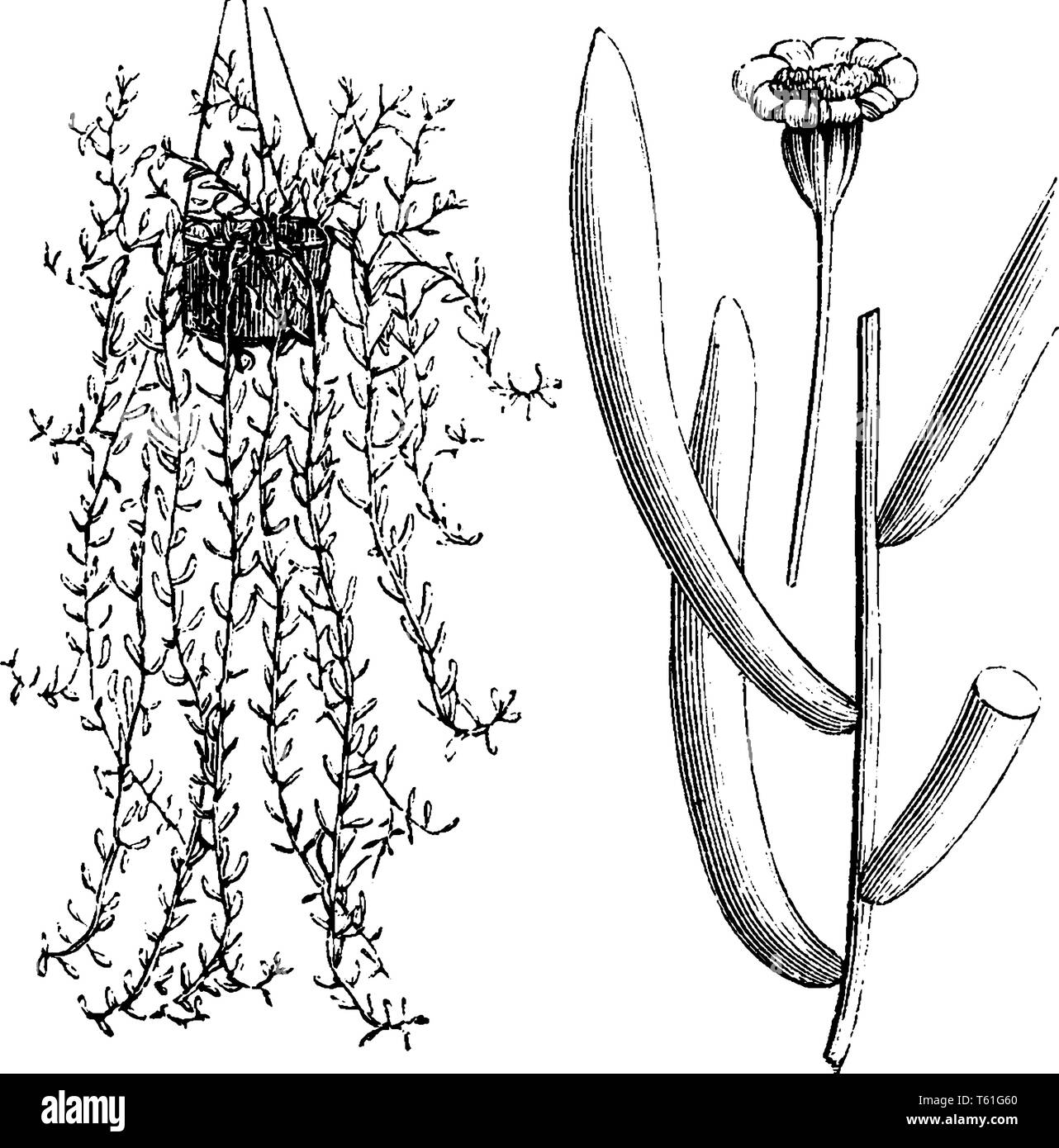 Ophthorna nome comune è Ragvort, alcuni fiori della varietà Capsifolia sono cresciuti verso la testa e sul lato opposto è stato cresciuto in un ba Illustrazione Vettoriale