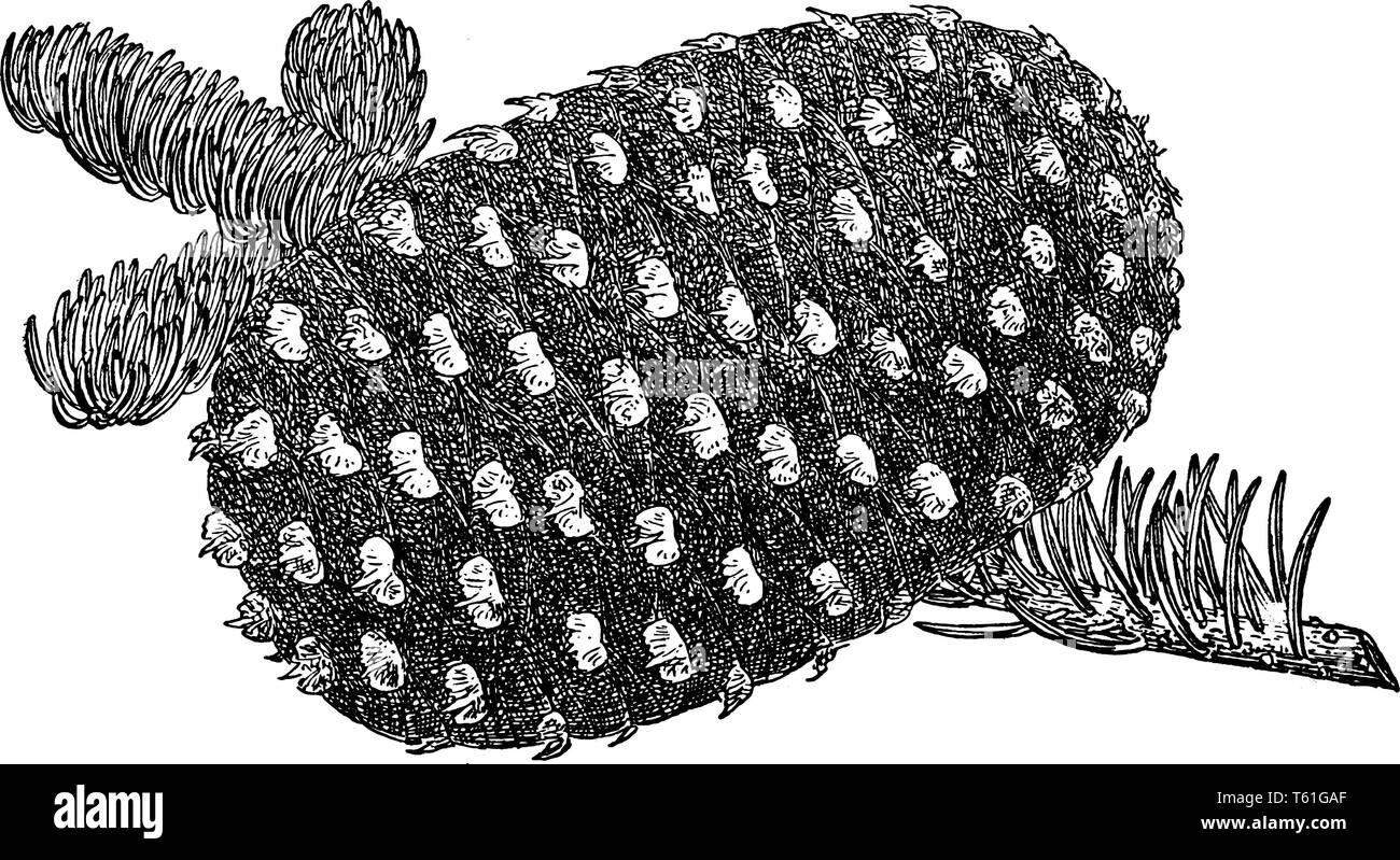 Abies Magnifica, noto come Shasta abete rosso, è una grande, evergreen, conifere nel Pinaceae (pino) famiglia nativo del nord-ovest degli Stati Uniti, in ar Illustrazione Vettoriale