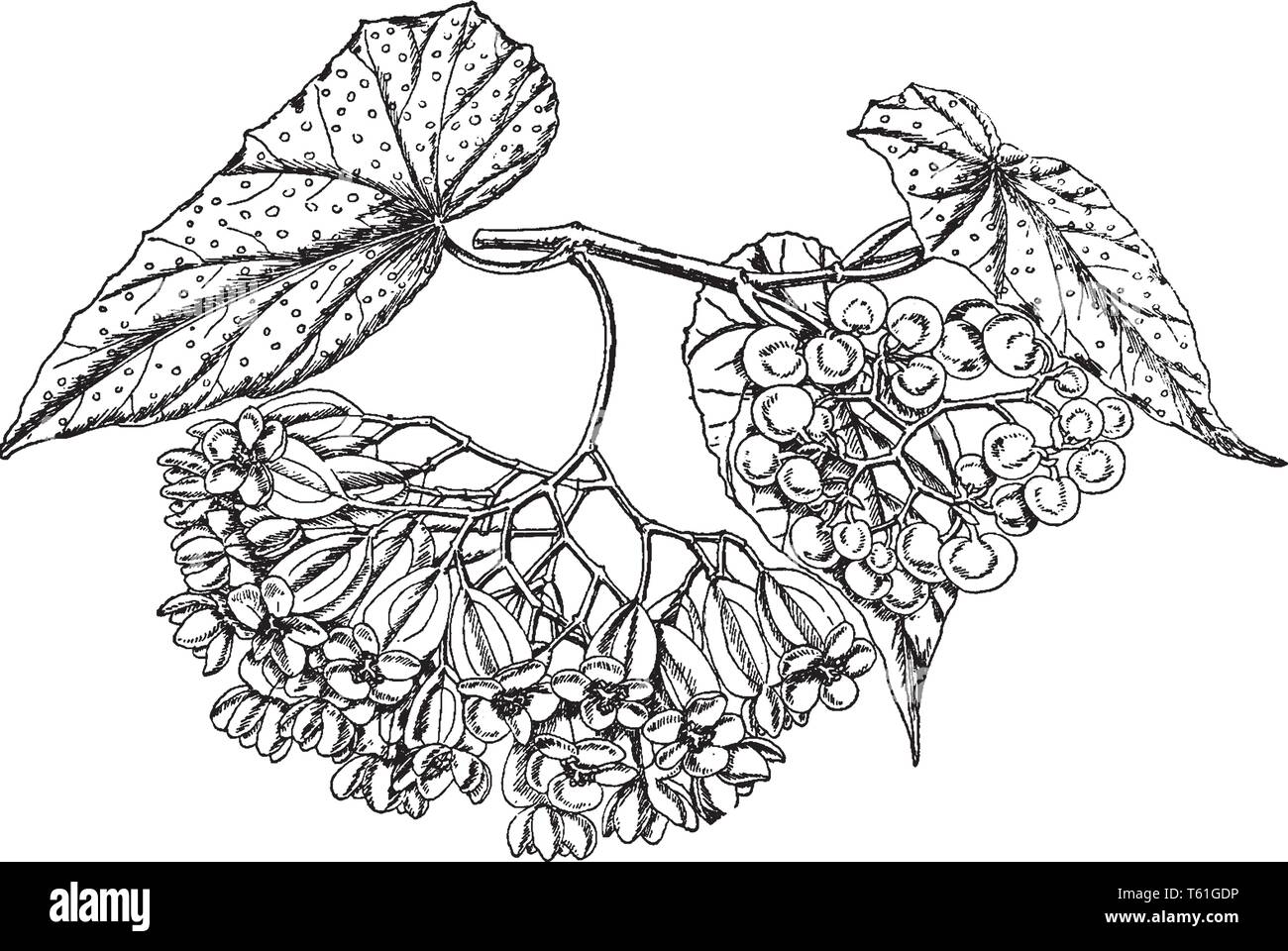 I fiori più brillanti in cluster, essi separatamente crescente sul ramo. Un cuore a forma di foglie, puntini bianchi sulle foglie, vintage disegno della linea o engravin Illustrazione Vettoriale