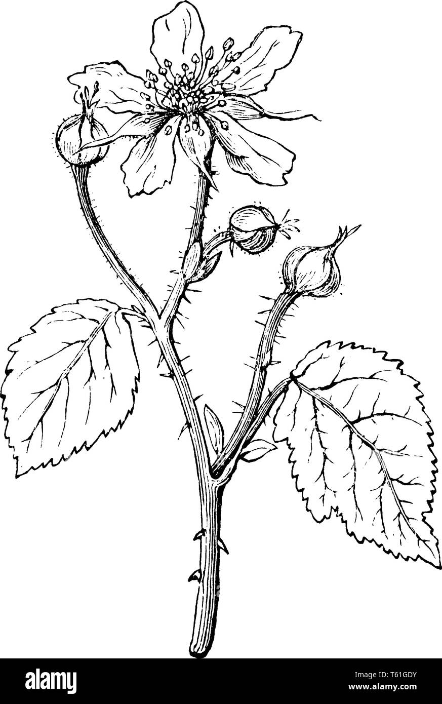Questo è il ramo di Dewberry europea. Ha fiori con grani di pollain. Foglie con 3 gemme sono lì. Le foglie sono di piccole dimensioni, come ago-bordi. Ho foglia Illustrazione Vettoriale