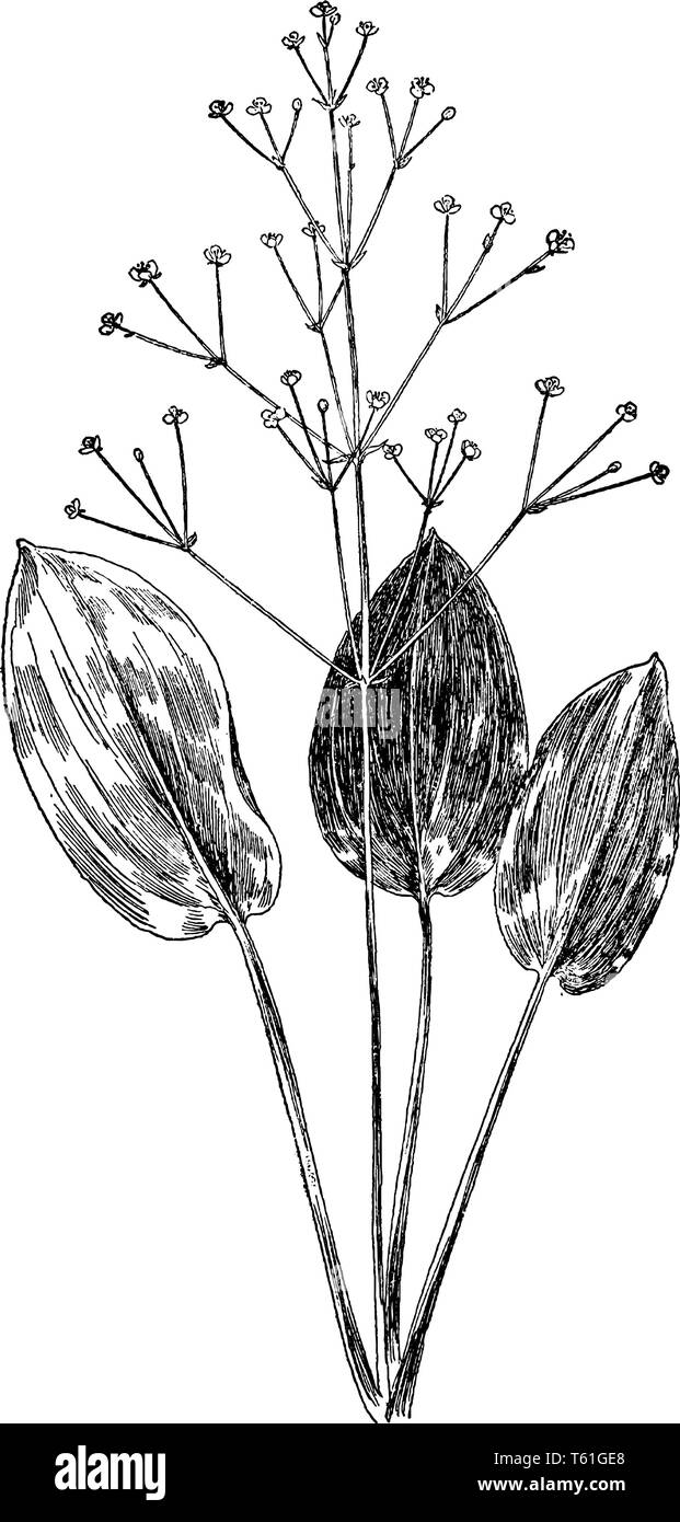 Esso è chiamato anche Alisma è un genere di piante in fiore nella famiglia Alismataceae. I fiori hanno sei stami, numerosi carpels libero in un unico whorl, Illustrazione Vettoriale