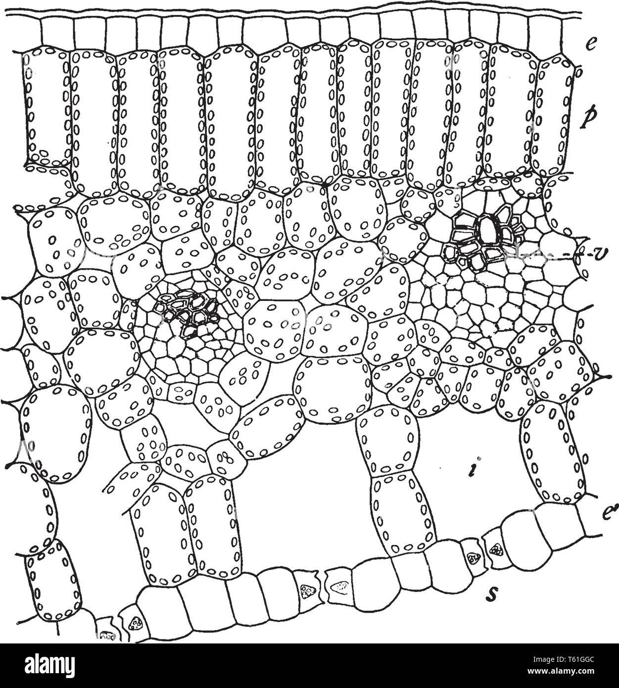 Questa è una sezione verticale del giglio Foglia. La sezione verticale della balestra che mostra il movimento di acqua dalla fine della vena attraverso la mesophyll spugnoso e stomata per Illustrazione Vettoriale