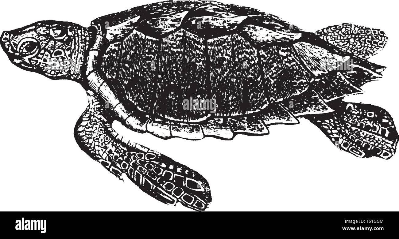 Tartaruga Caretta è una tartaruga oceanica distribuiti in tutto il mondo ed è un rettile marino, vintage disegno della linea di incisione o illustrazione. Illustrazione Vettoriale