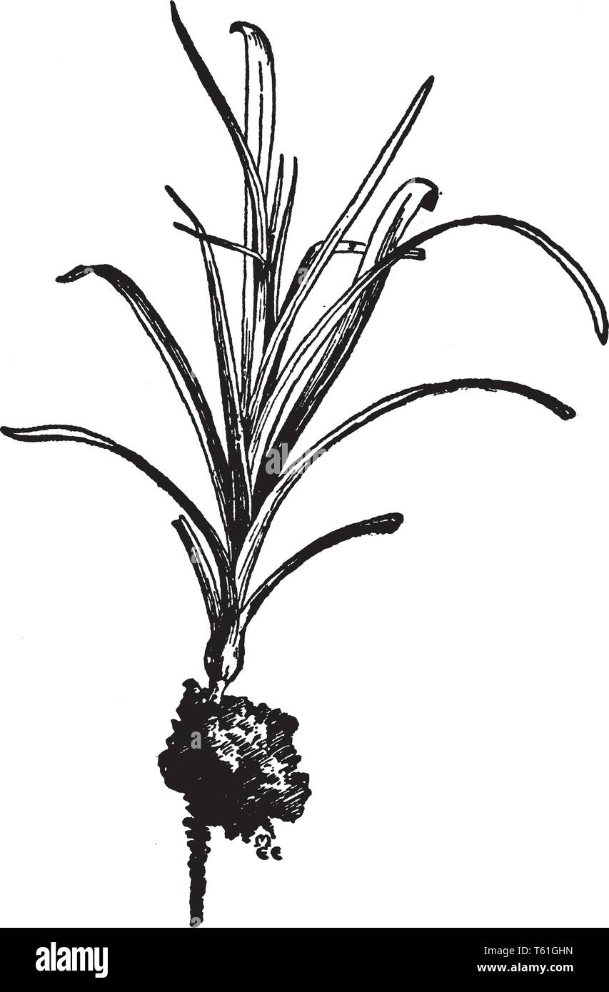 Una foto che mostra la pianta di garofano che è ben radicato e fortemente tagliata, vintage disegno della linea di incisione o illustrazione. Illustrazione Vettoriale