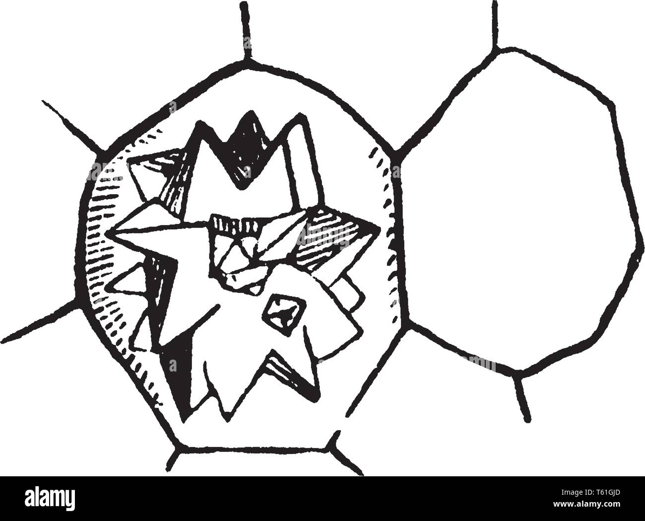 Una foto che mostra Glimear cristallo in una cella, dalla radice di barbabietola, vintage disegno della linea di incisione o illustrazione. Illustrazione Vettoriale