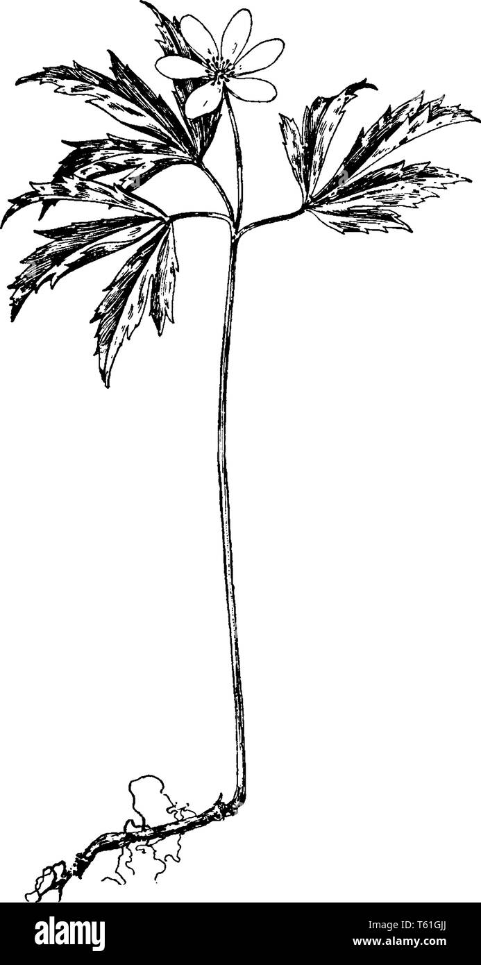 Una foto mostra un ramo e fiore di Anemone nemorosa , che è anche noto come il legno anemone. I fiori di Anemone nemorosa , sono bianchi o purplis Illustrazione Vettoriale