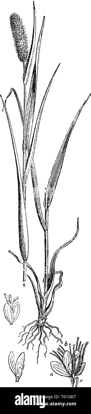 Coda di volpe giallo è anche noto come pigongrass. Le foglie su piante mature sono lisci, 2-8 pollici di lunghezza e 0,5 pollici di larghezza, vintage disegno della linea o engra Illustrazione Vettoriale
