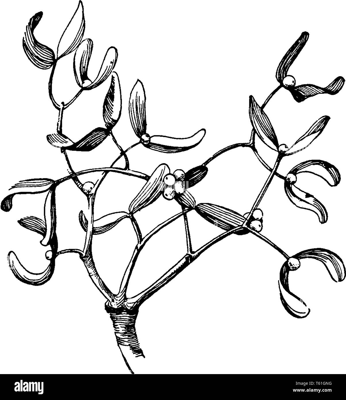 Vischio è una pianta vascolare, spesso usato come decorazione di Natale, vintage disegno della linea di incisione o illustrazione. Illustrazione Vettoriale