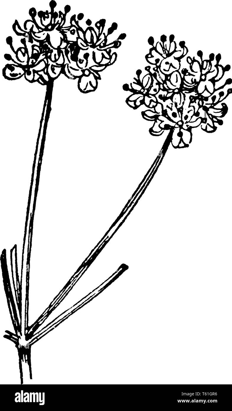 Una foto mostra una mucca pastinaca. Questo è dalla famiglia Apiaceae. I fiori sono bianchi e piccoli. I fiori crescono in cluster con uno stelo, vintage Illustrazione Vettoriale